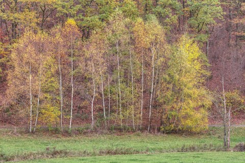 Birch trees with yellow autumn leaves stand in a natural forest environment, Siegerland