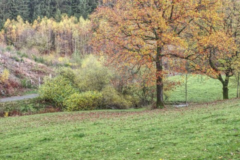 Landscape with a large tree and colorful autumn leaves in a meadow, Siegen