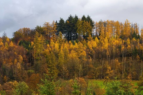Forest landscape in autumn with bright golden leaves and conifers under grey sky, Kreuztal
