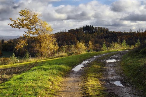 Muddy trail with puddles leads through autumnal landscape with clouds, Kreuztal Siegerland