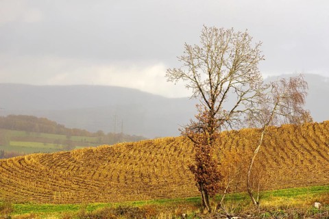 Lonely tree in front of a ploughed field under grey sky, Kreuztal Siegerland