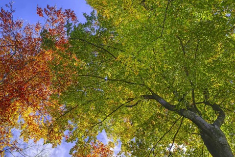 View from below of trees with colorful autumn leaves, Viersen (Süchtelner Höhen)