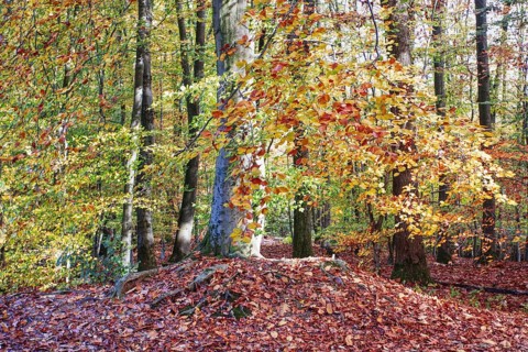An autumnal forest with colorful leaves and trees, Viersen (Süchtelner Höhen)