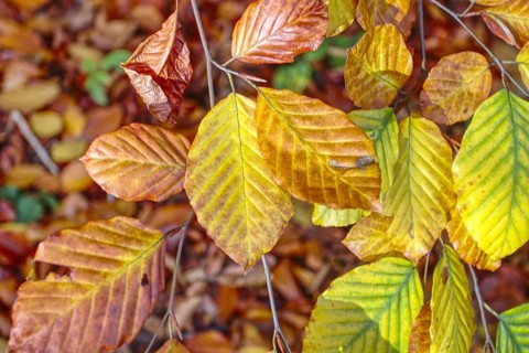 Close-up of bright yellow and orange autumn leaves in nature, Viersen (Süchtelner Höhen)