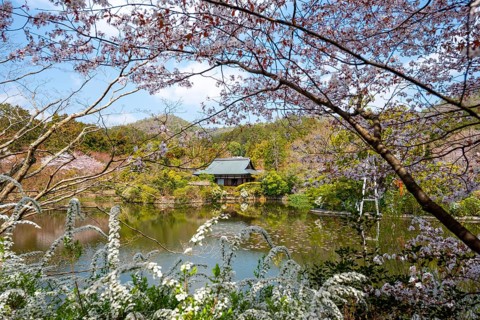 Kyoyochi pond in the Japanese garden, blooming cherry trees, Ryoan-ji, Zen Buddhist temple complex,