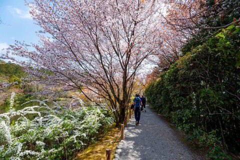 Blooming cherry trees, path along Kyoyochi Pond in the Japanese Garden, Ryoan-ji, Zen Buddhist