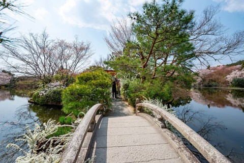 Bridge over Kyoyochi Pond in Japanese Garden, blooming cherry trees, Ryoan-ji, Zen Buddhist temple