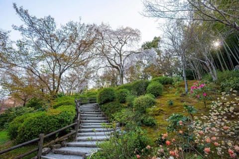 Path between blooming bushes in spring, Sogenchi Teien Japanese Garden, Tenryu-ji, Zen Buddhist