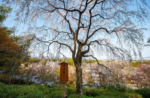 Blooming cherry trees Sogenchi Teien Japanese Garden, Tenryu-ji, Zen Buddhist temple complex,