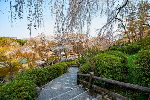 Path under blooming cherry trees, Sogenchi Teien Japanese Garden, Tenryu-ji, Zen Buddhist Temple
