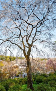 Blooming cherry trees Sogenchi Teien Japanese Garden, Tenryu-ji, Zen Buddhist temple complex,