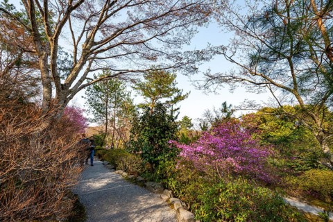 Blooming bushes in Sogenchi Teien Japanese Garden, Tenryu-ji, Zen Buddhist temple complex,