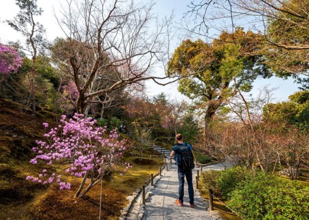 Tourist walking among blooming bushes in Sogenchi Teien Japanese Garden, Tenryu-ji, Zen Buddhist