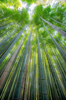 Towering bamboo stems in Arashiyama bamboo forest, Kyoto, Japan