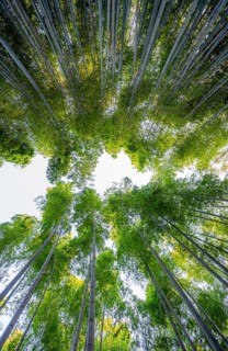 Looking up into the treetops, towering bamboo trunks in Arashiyama bamboo forest, Kyoto, Japan
