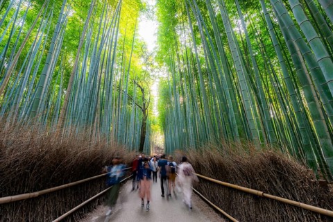 Visitors on their way through bamboo forest, motion blur, long exposure, towering bamboo stems in