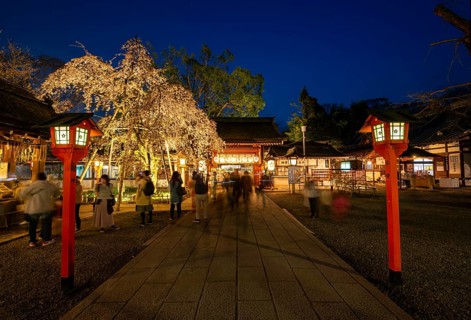 Illuminated Hirano shrine with cherry blossoms at night, blue hour, Hanami, Kyoto, Japan