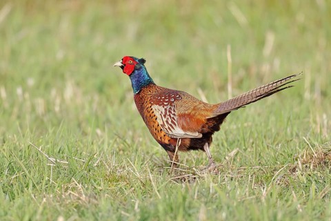 Pheasant, hunting pheasant (Phasianus colchicus), adult male bird in a meadow, wildlife, lembruch,