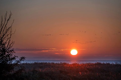 Sunrise on the lagoon, flying cranes above (Grus grus), Ahrenshoop, Darß, Mecklenburg-Western