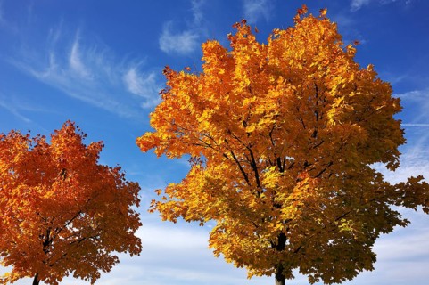 Norway maple (Acer platanoides) in golden yellow autumn color, cloudy sky, Eckental, Middle