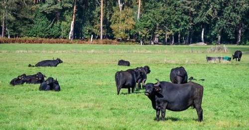 Water buffalo (Bubalus arnee) in the willow, Darß, Mecklenburg-Western Pomerania, Germany