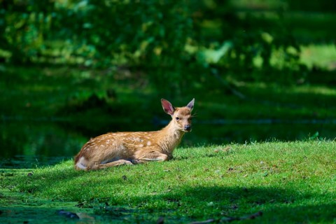 A fawn is relaxing on a green meadow in the forest and enjoying the summer atmosphere in the shade,