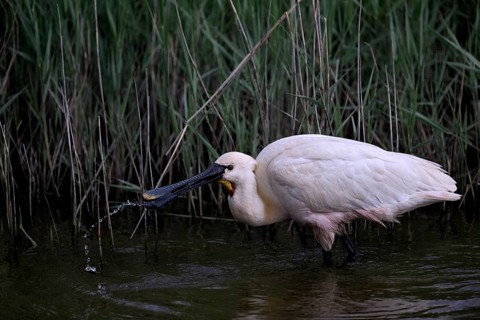 Spoonbill (Platalea leucorodia) looking for food in shallow water with drops of water in its open