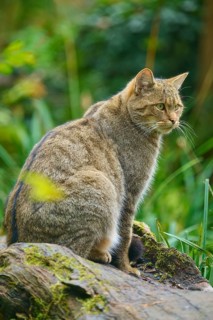 A cat sits attentively on a tree trunk surrounded by lush vegetation, European wildcat (Felis