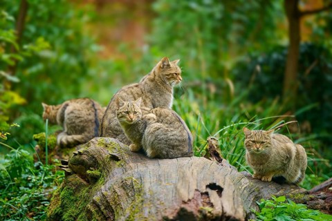 A group of cats sitting together on a tree trunk in a green forest, European wildcat (Felis