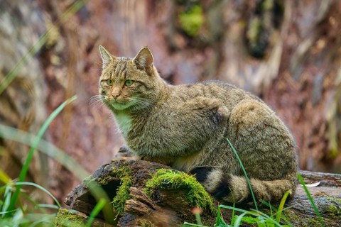 A cat sits alert on a moss-covered tree trunk surrounded by nature, European wildcat (Felis