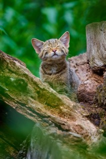 A young kitten sits happily in a tree while keeping its eyes closed and enjoying nature, European
