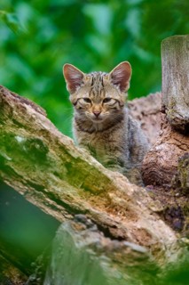 An attentively looking young kitten sits in a tree surrounded by green leaves and tree bark,
