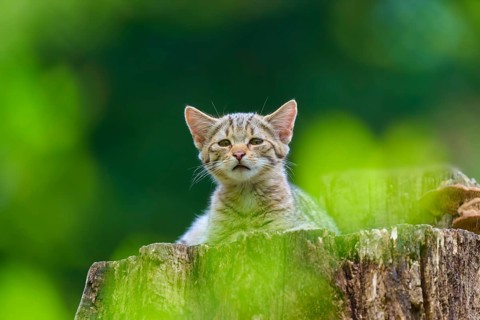 Young kitten on a tree stump against a blurred green background, European wild cat (Felis