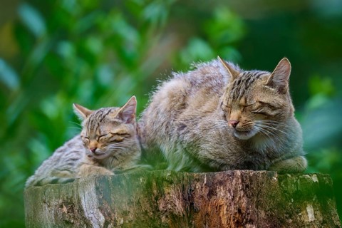 Cat with kittens sleep close together on a tree stump surrounded by vivid greenery, European