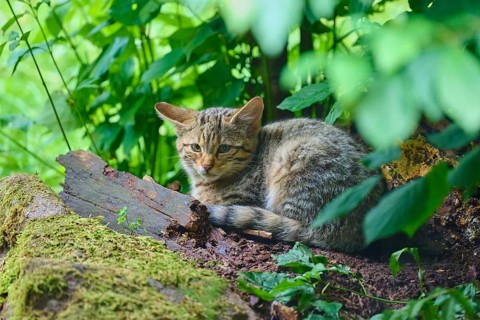 A cat is lying relaxed on the ground surrounded by green vegetation in the forest, European wild
