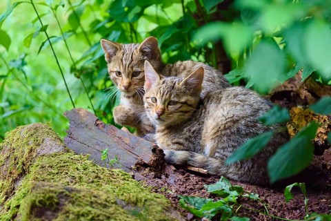 Two young cats lie cuddling and relaxing on moss-covered soil in the forest, European wildcat