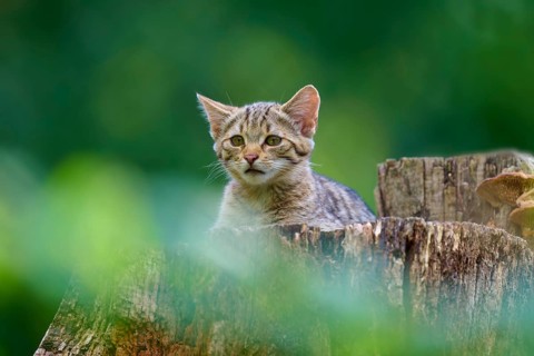 A young cat looks out curiously from behind a tree stump surrounded by greenery, European wildcat