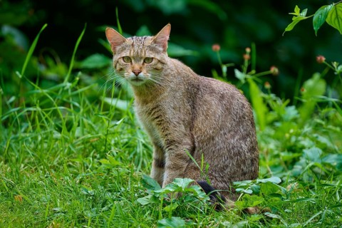 A cat carefully observes the surrounding area, surrounded by green vegetation in the garden,