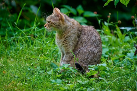 A cat sits in the green grass of a garden surrounded by lush vegetation, European wildcat (Felis