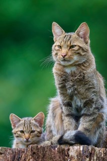 Adult cat sitting proudly on a tree stump, with a kitten near it, green leaves in the background,