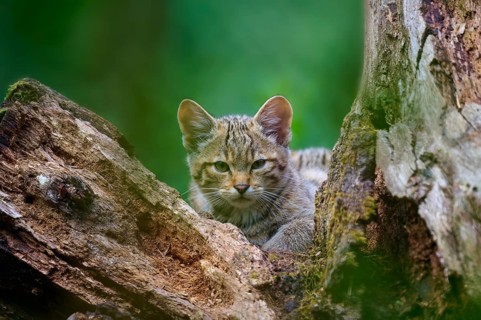 A young wild cat looks out of a tree hiding place surrounded by moss and bark, European wildcat