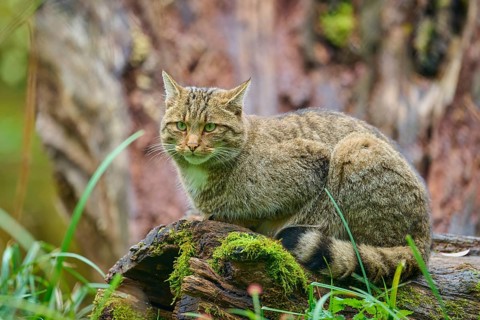 A cat sits alert on a mossy tree trunk in a natural environment, European wildcat (Felis