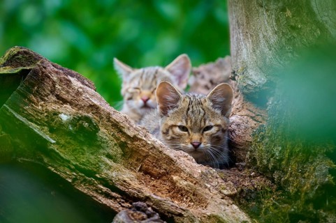 Two young wild cats rest hidden in a tree, protected by the thick foliage, European wildcat (Felis