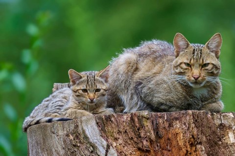 An adult cat and a kitten wake attentively on a tree stump in the countryside, European wildcat
