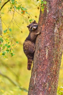 A raccoon climbs up a tree surrounded by autumn leaves, raccoon (Procyon lotor), autumn, Germany