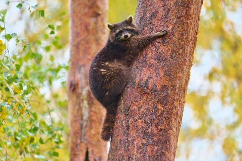 A raccoon clings to a tree in autumn forest, raccoon (Procyon lotor), autumn, Germany