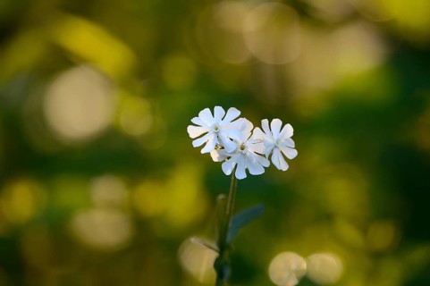 Leimkraut (Silene alba), Lower Rhine, North Rhine-Westphalia, Germany
