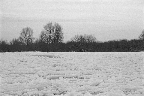 Frozen Elbe, swan flying over ice rink, Bleckede, Lower Saxony, Germany, January 03, 1997, vintage,
