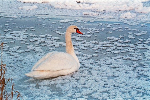 Swan sitting on ice rink, frozen Elbe, Bleckede, Lower Saxony, Germany, January 03, 1997, vintage,