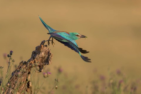 Blue racke (Coracias garrulus), starting from sitting room in a flower meadow, Kiskunság National